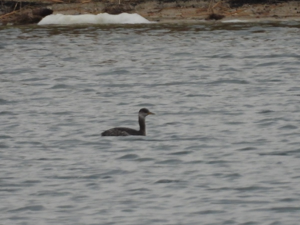 Red-necked Grebe - ML645529598