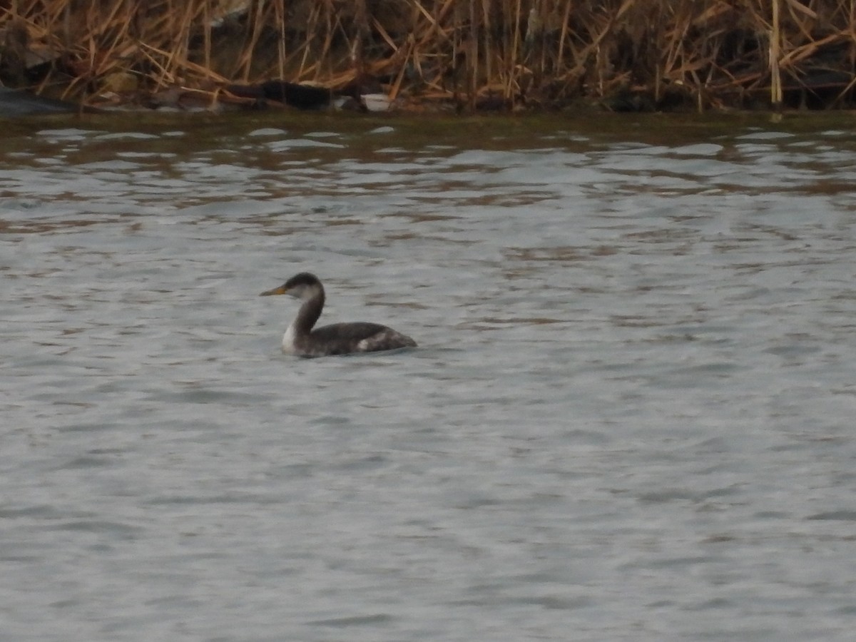 Red-necked Grebe - ML645529599