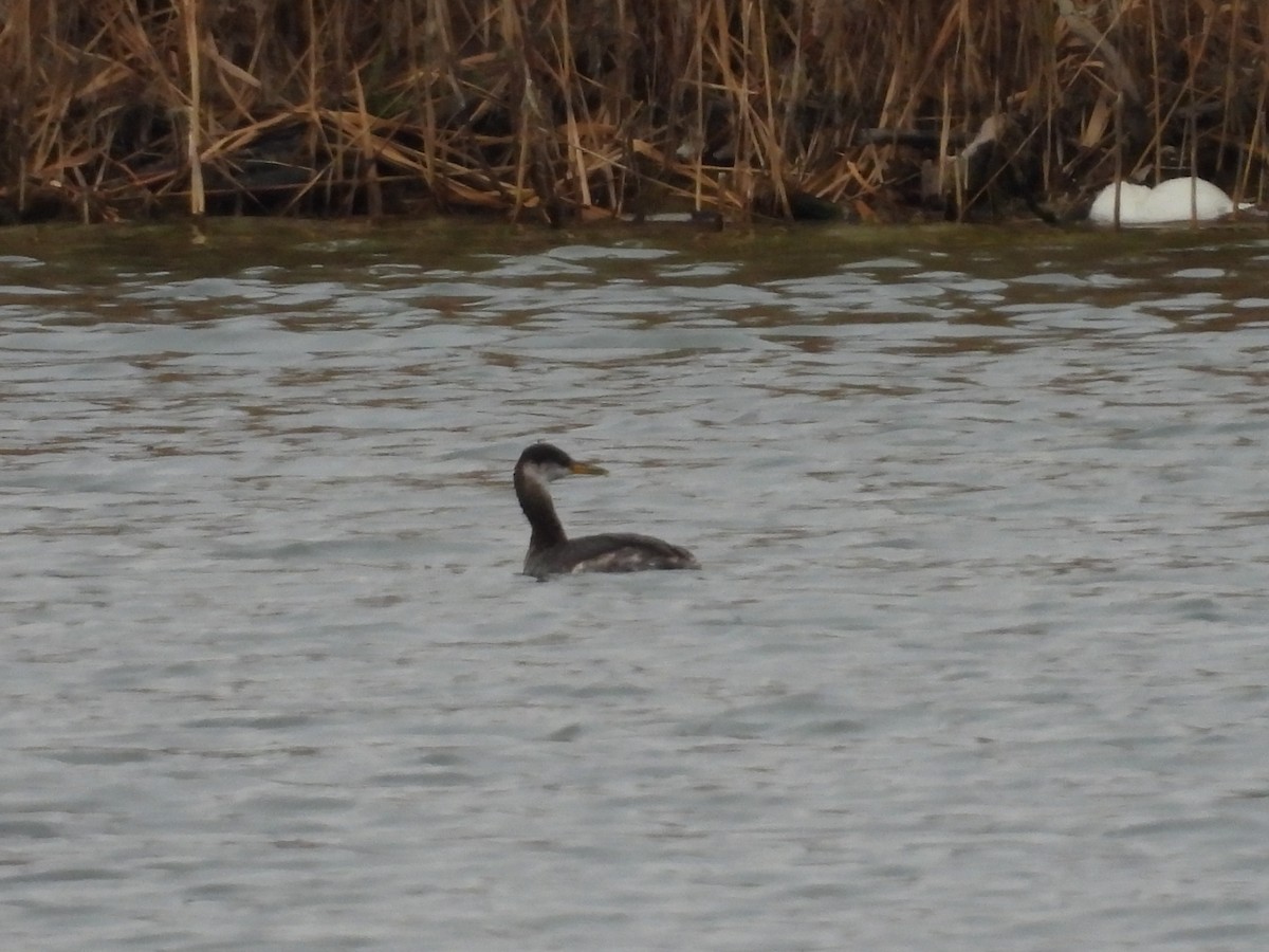 Red-necked Grebe - ML645529601
