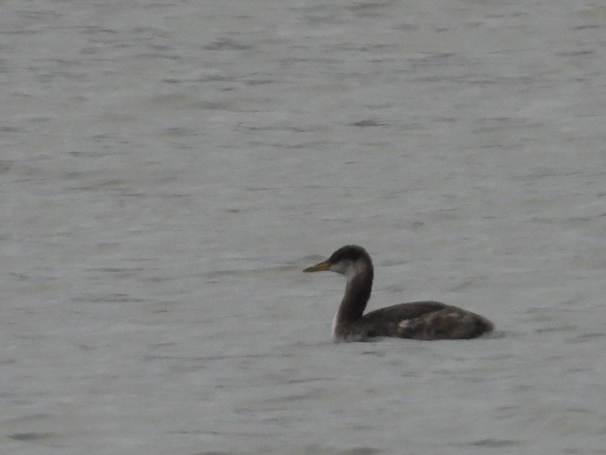 Red-necked Grebe - ML645529602