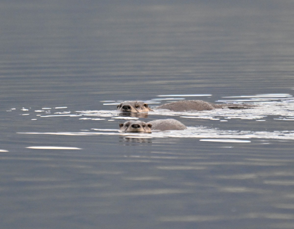 Animals - ML645529612