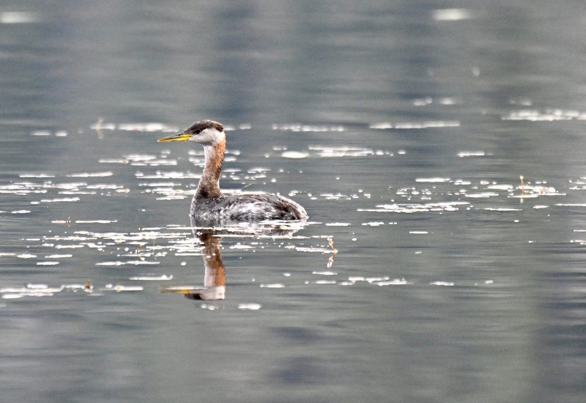 Red-necked Grebe - ML645529623