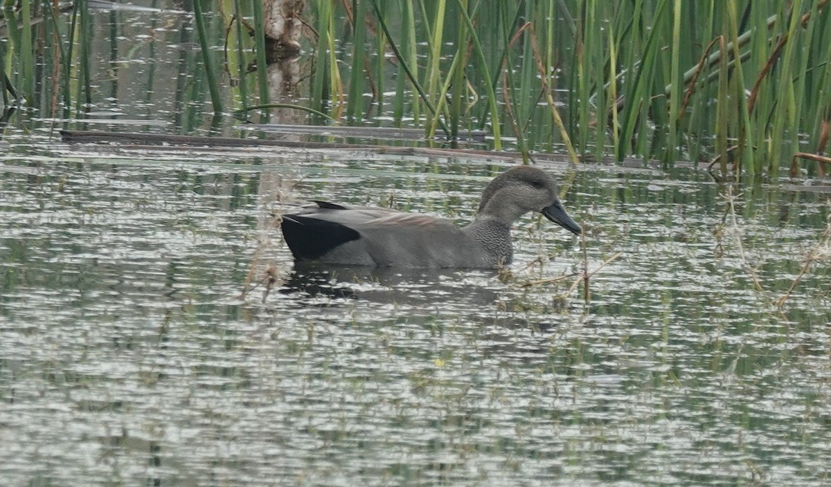 Серая утка - ML645529635