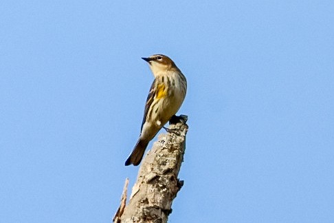 סבכון הכתר - ML645529636