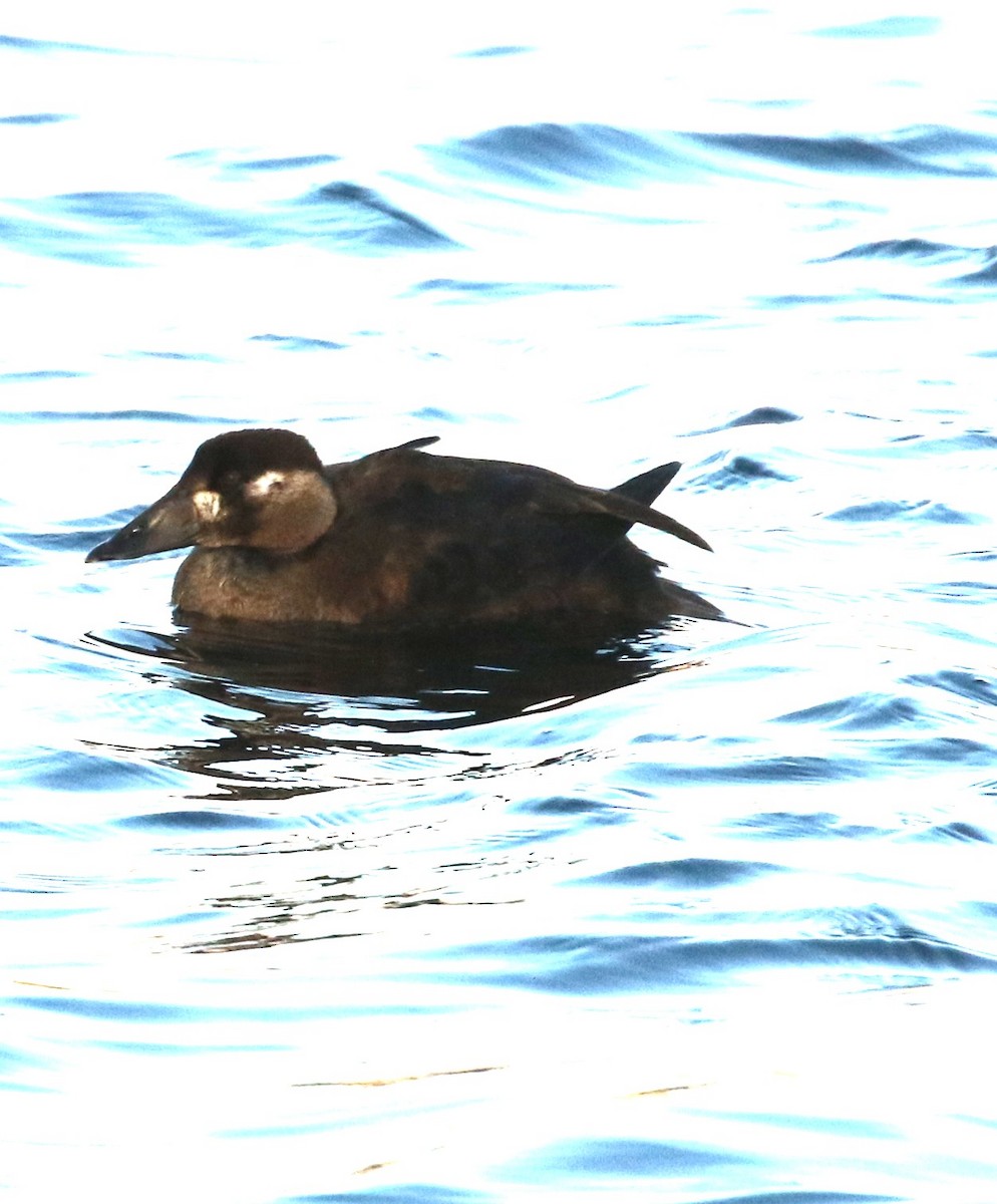 קטיפנית משברים - ML645529637