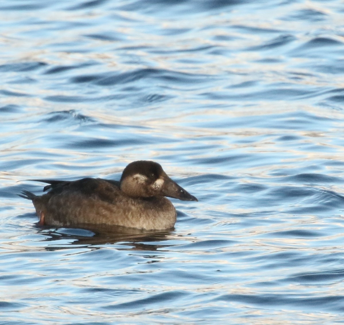 קטיפנית משברים - ML645529638