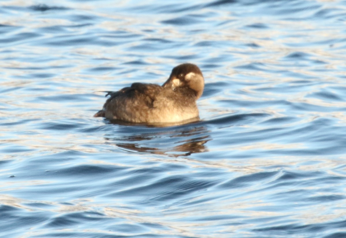 קטיפנית משברים - ML645529639