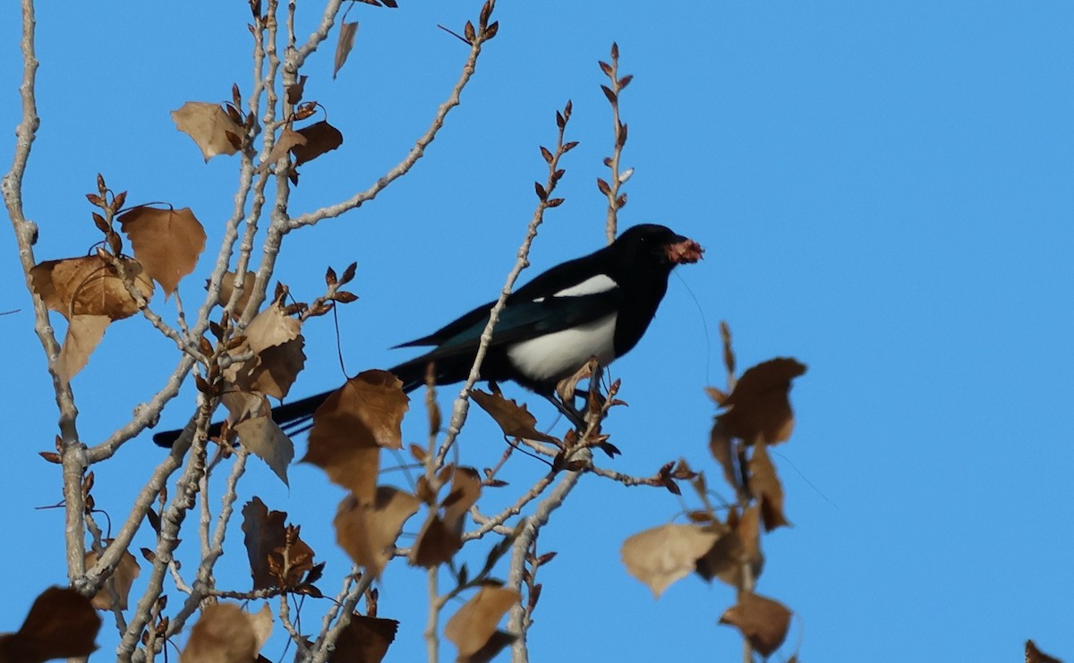 straka americká - ML645529640