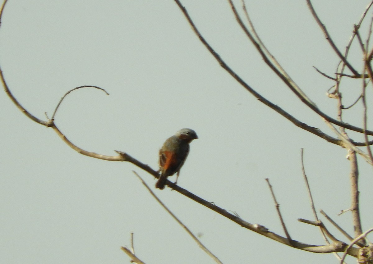 Rufous-rumped Seedeater - ML645529650