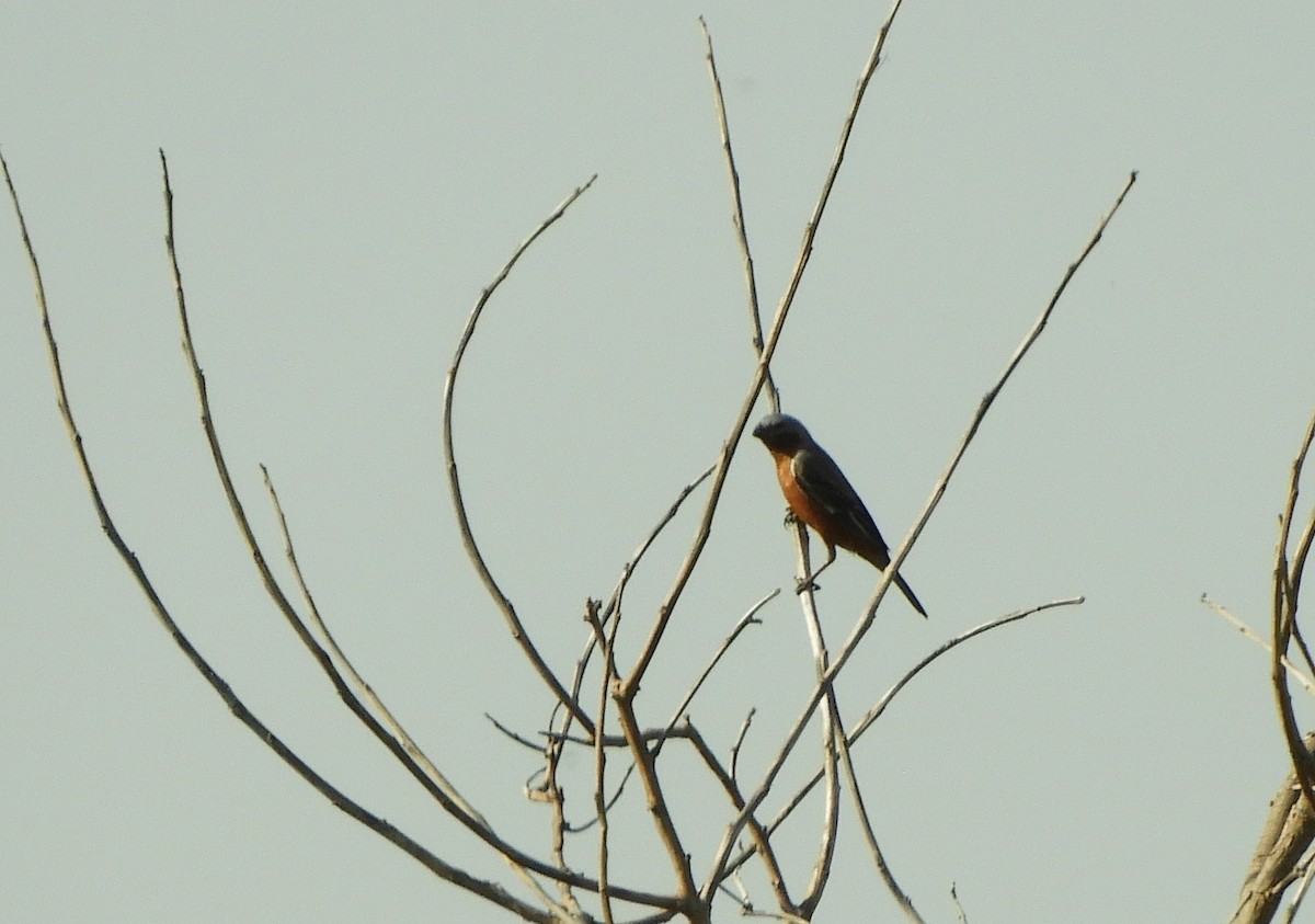 Rufous-rumped Seedeater - ML645529651