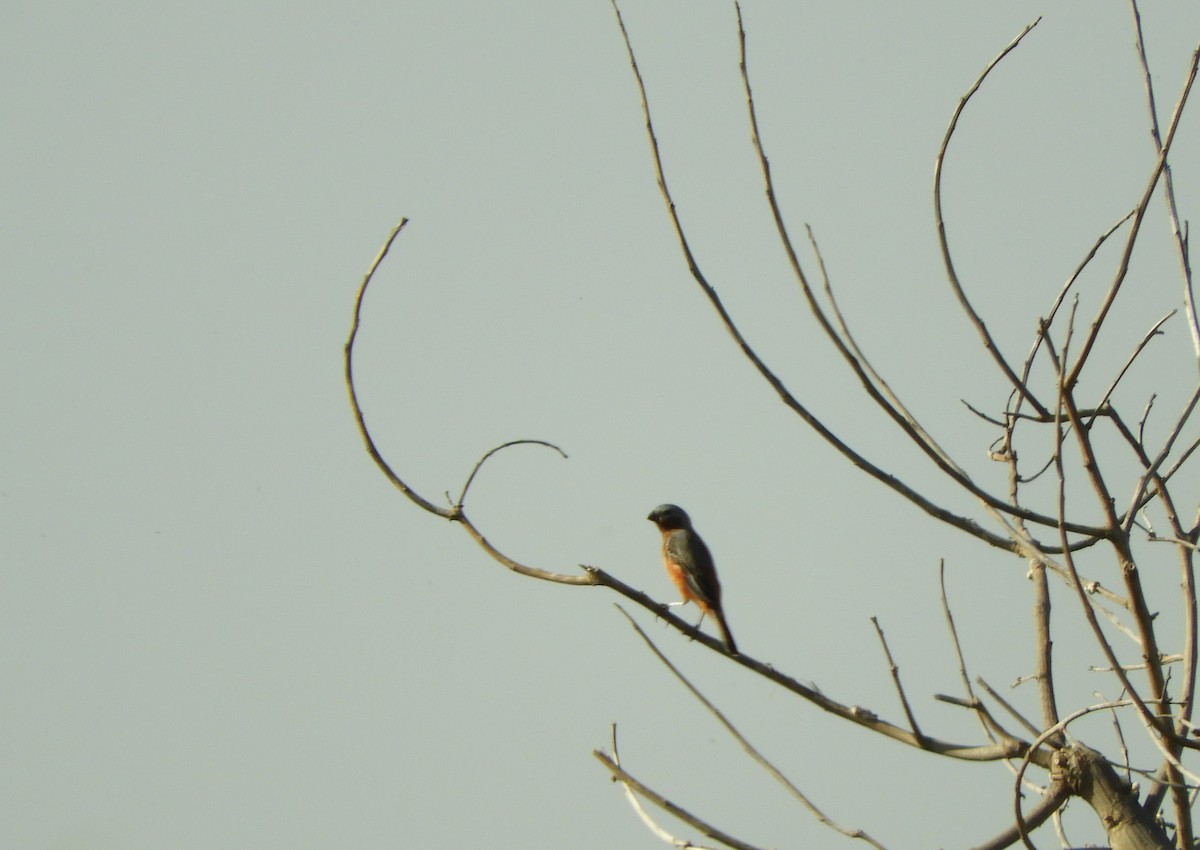 Rufous-rumped Seedeater - ML645529652