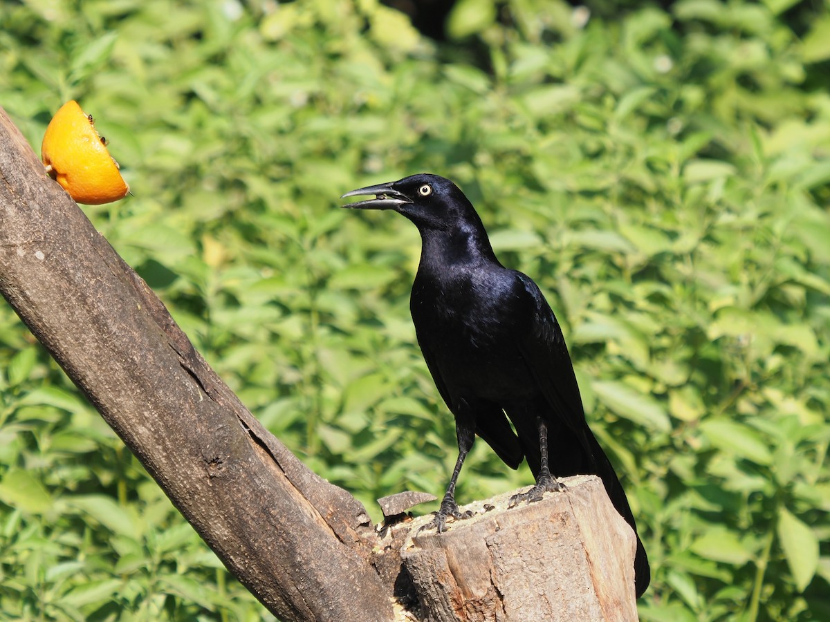 Great-tailed Grackle - ML645529655