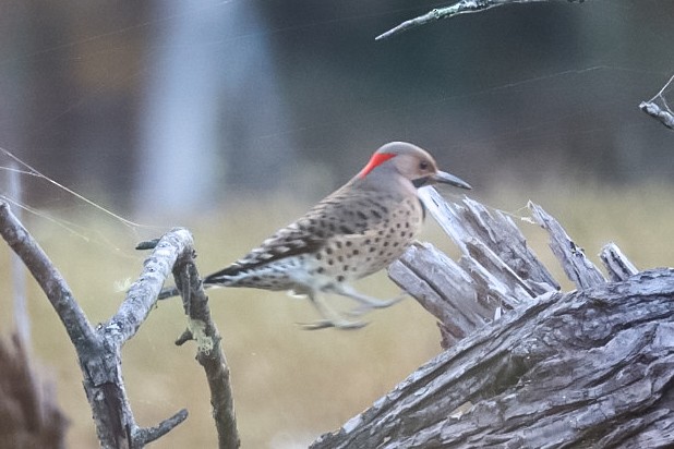 נקר צפון-אמריקני - ML645529664