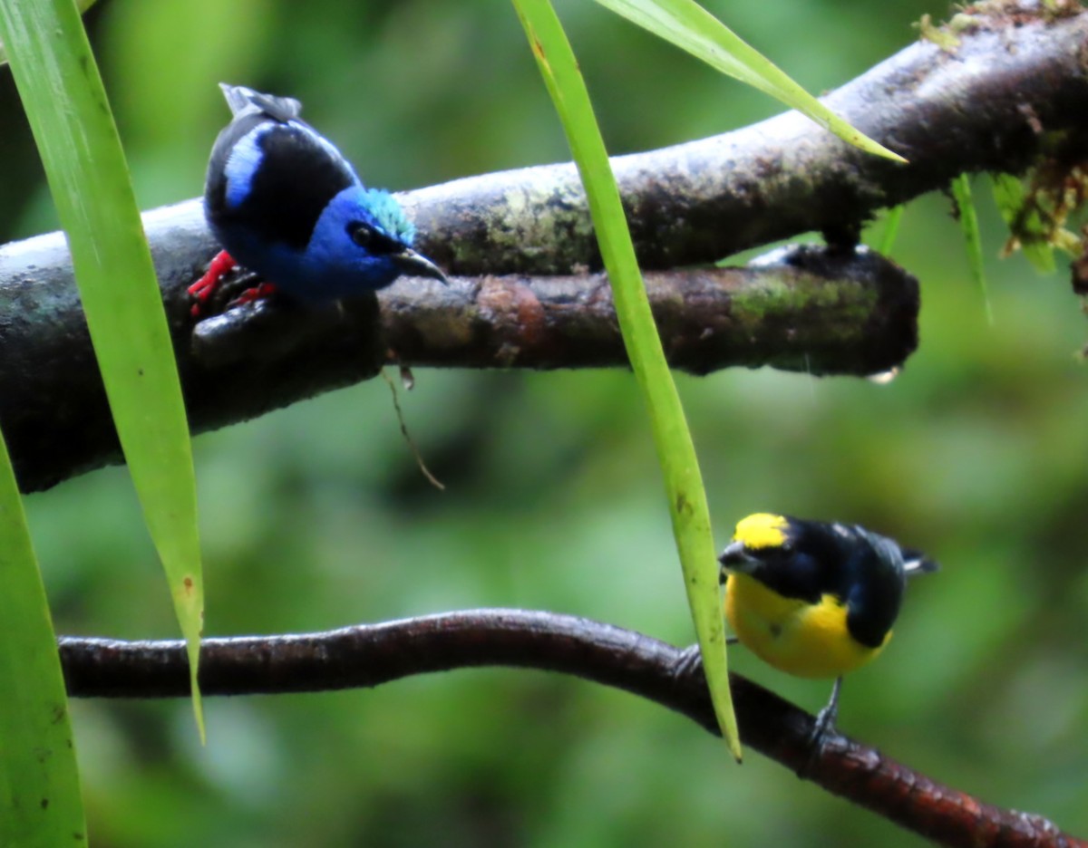 Танагра-медоїд бірюзова - ML645529674