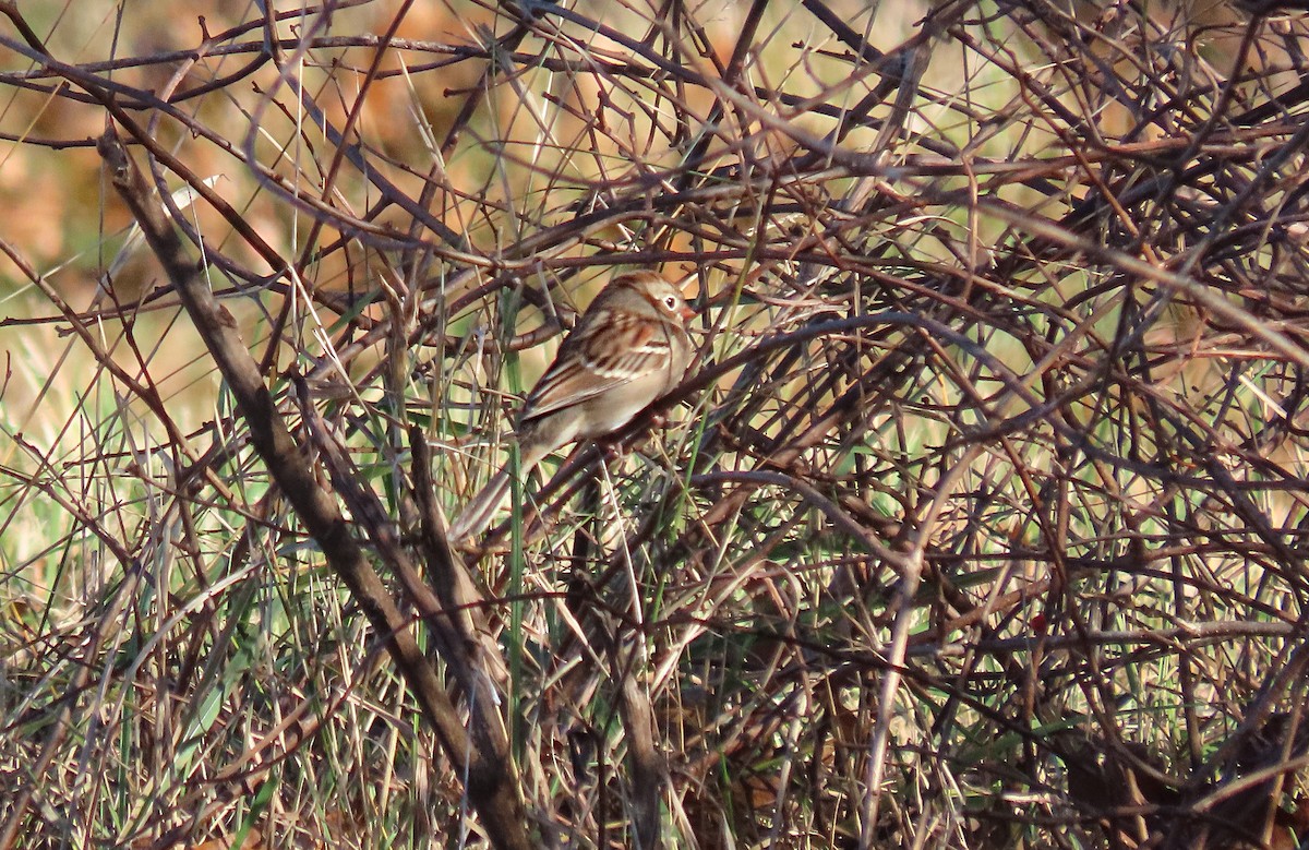 Field Sparrow - ML645529685