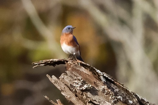Eastern Bluebird - ML645529686