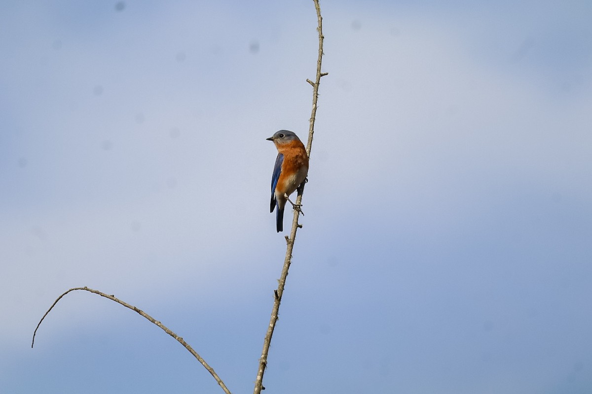 Eastern Bluebird - ML645529687