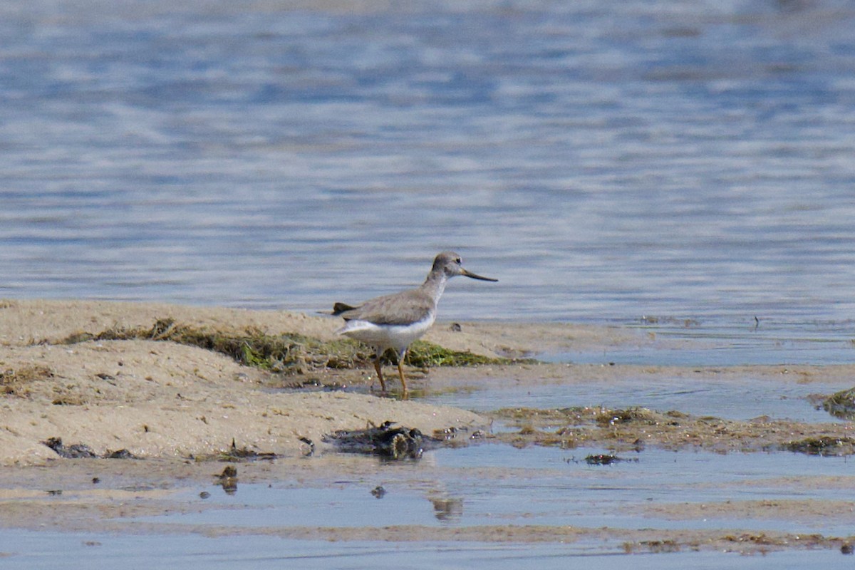 ביצנית אפורה - ML645529692