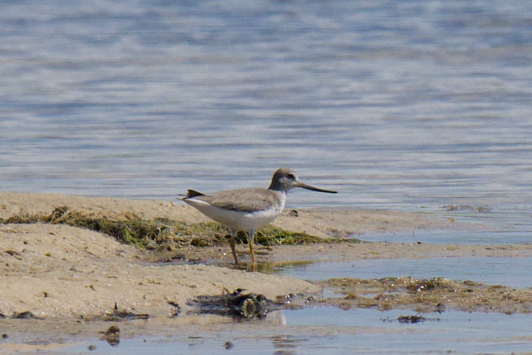 ביצנית אפורה - ML645529696