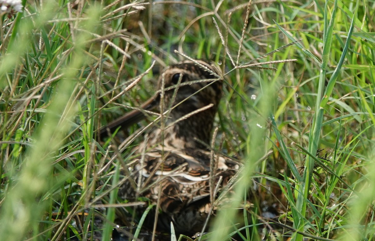 Wilson's Snipe - ML645529697