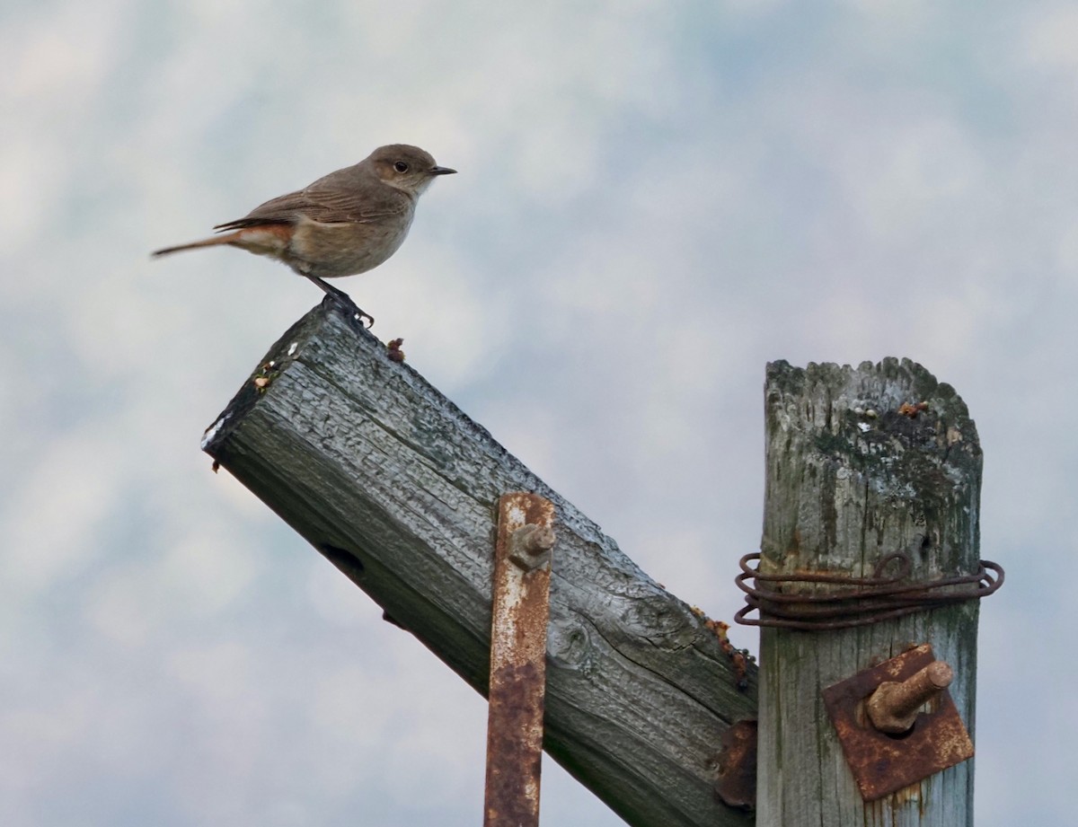 Familiar Chat - ML645529705