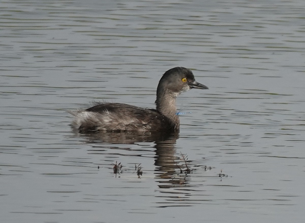 Least Grebe - ML645529706
