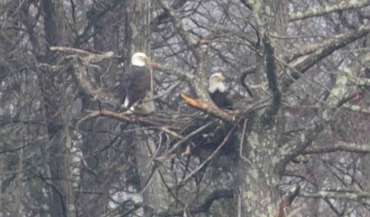 Bald Eagle - ML645529709