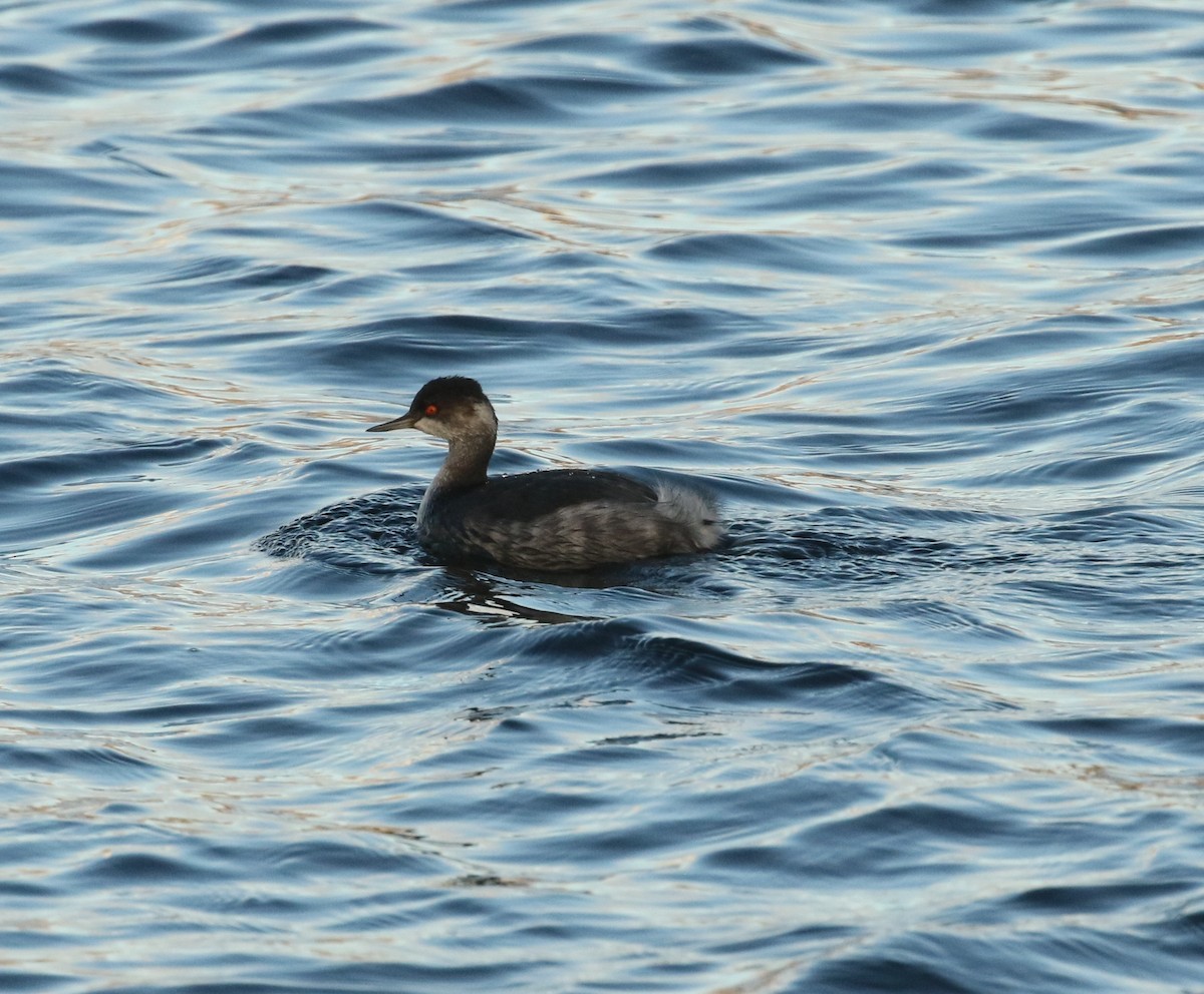 Kara Boyunlu Batağan - ML645529710