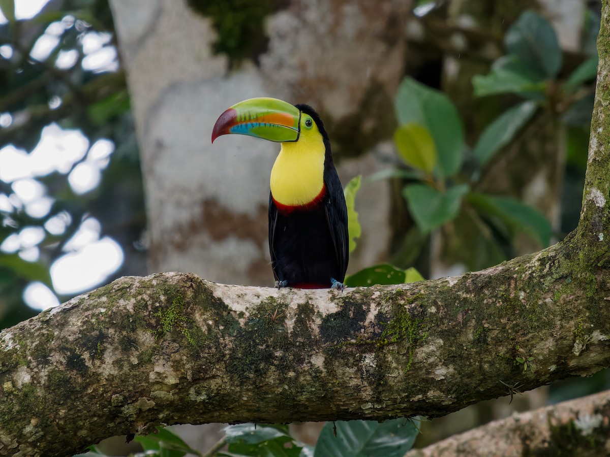 tukan středoamerický - ML645529725