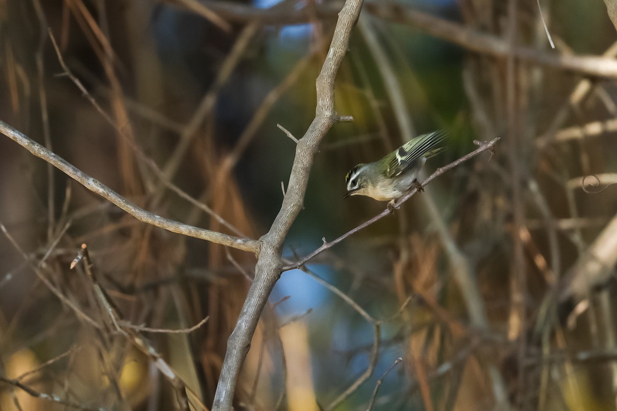Golden-crowned Kinglet - ML645529728