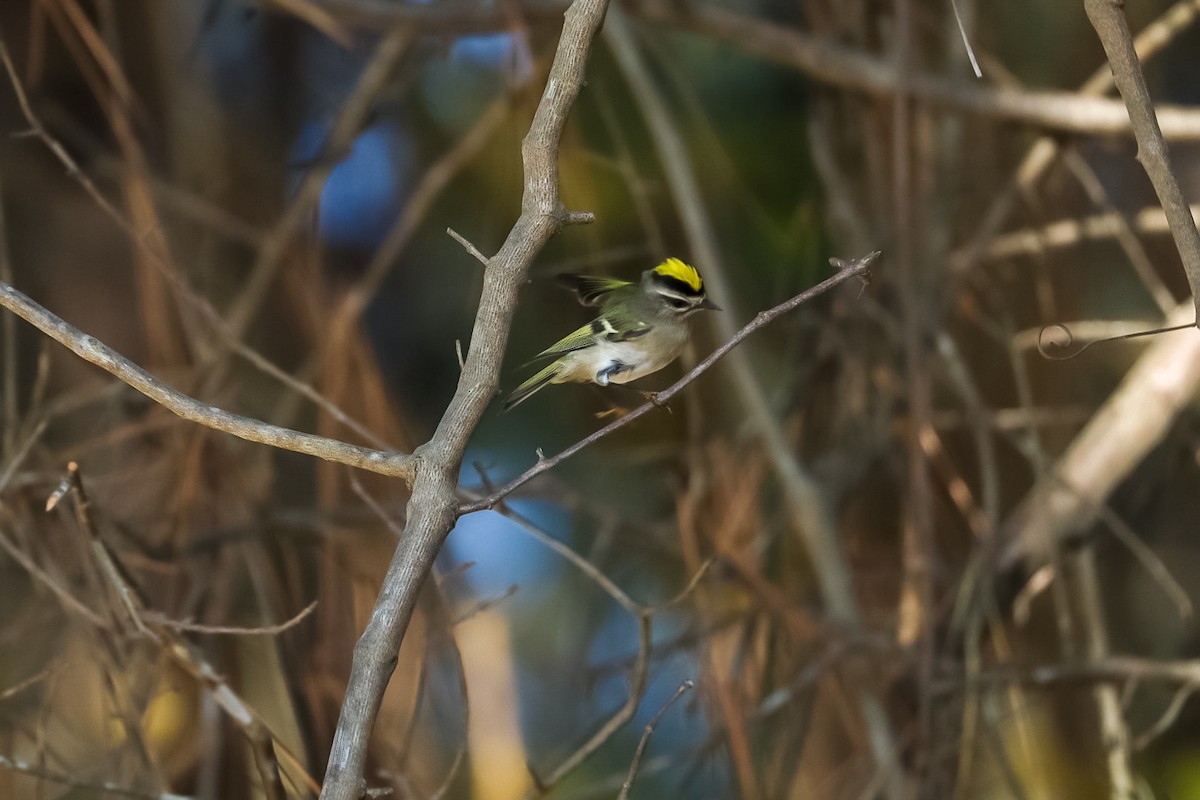 Golden-crowned Kinglet - ML645529729