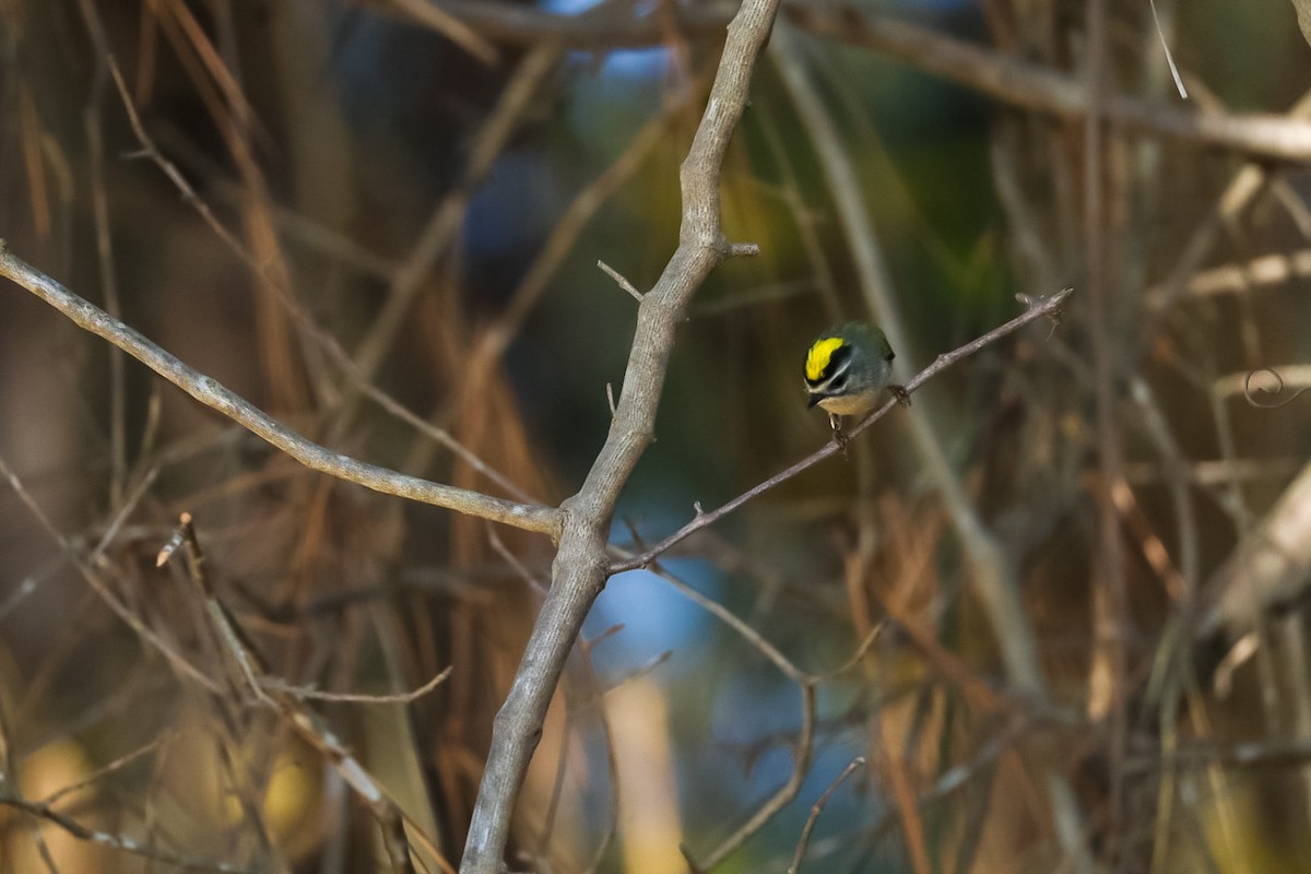 Golden-crowned Kinglet - ML645529730