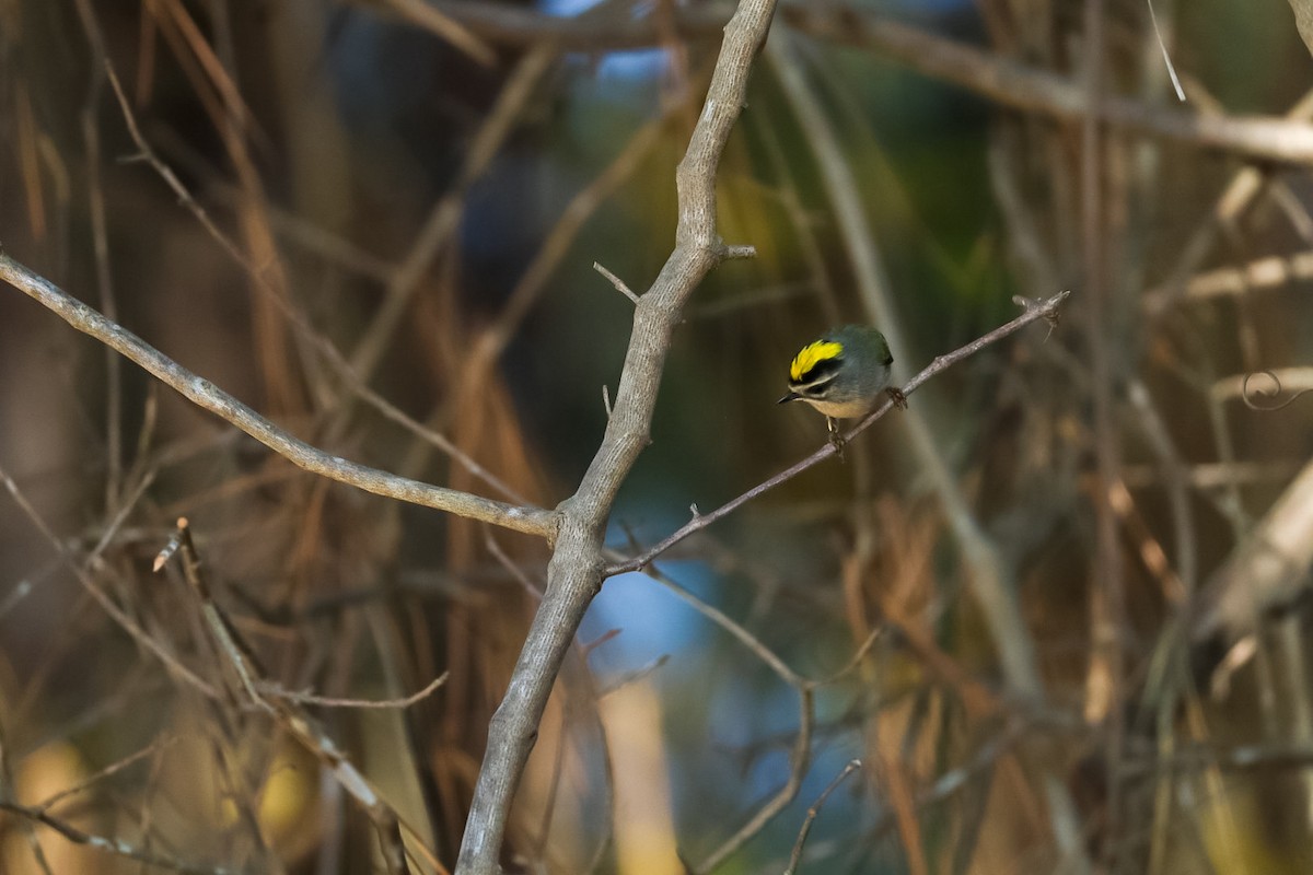 Golden-crowned Kinglet - ML645529731