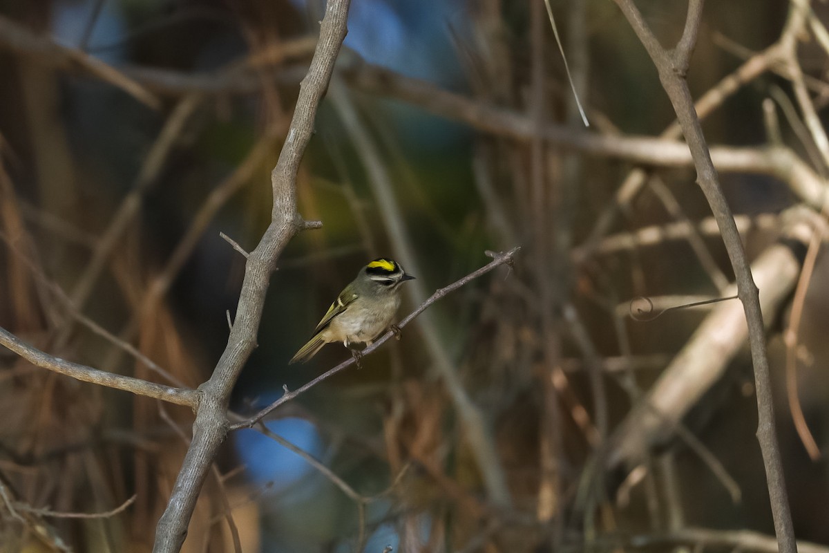 Golden-crowned Kinglet - ML645529732