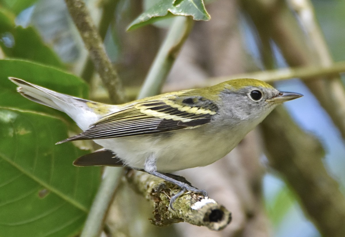 lesňáček rezavoboký - ML645529751