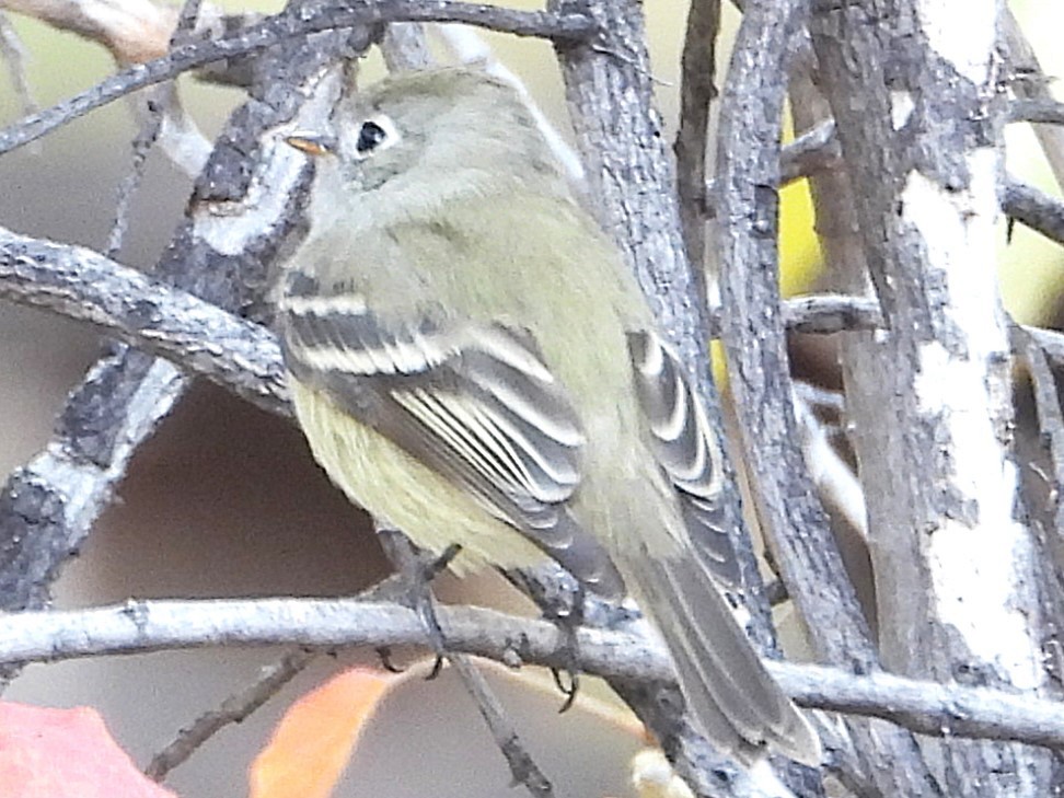 Hammond's Flycatcher - ML645529754