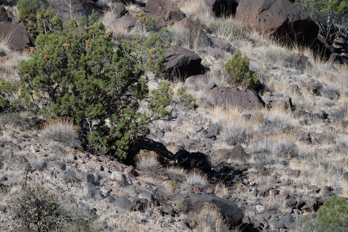 sojka modrá - ML645529757