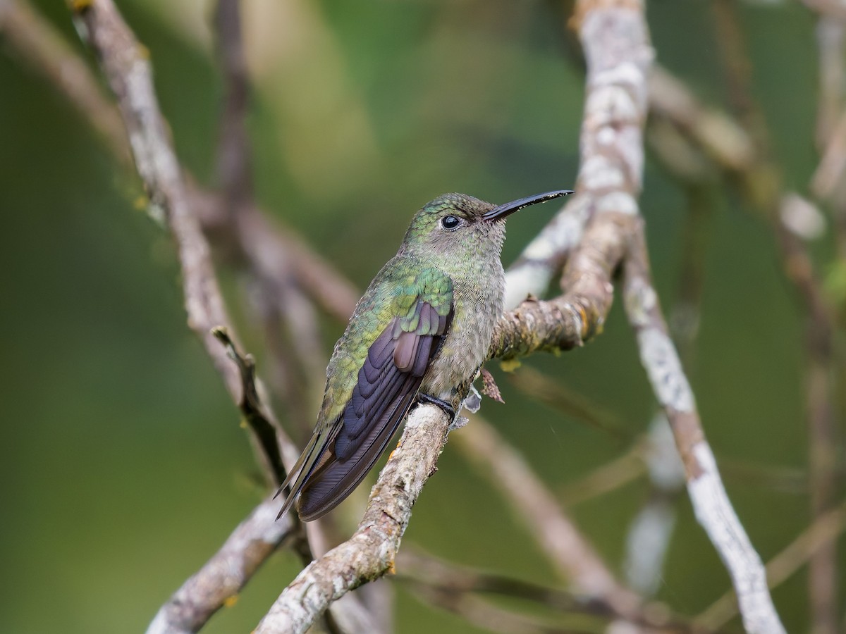 Scaly-breasted Hummingbird - ML645529760