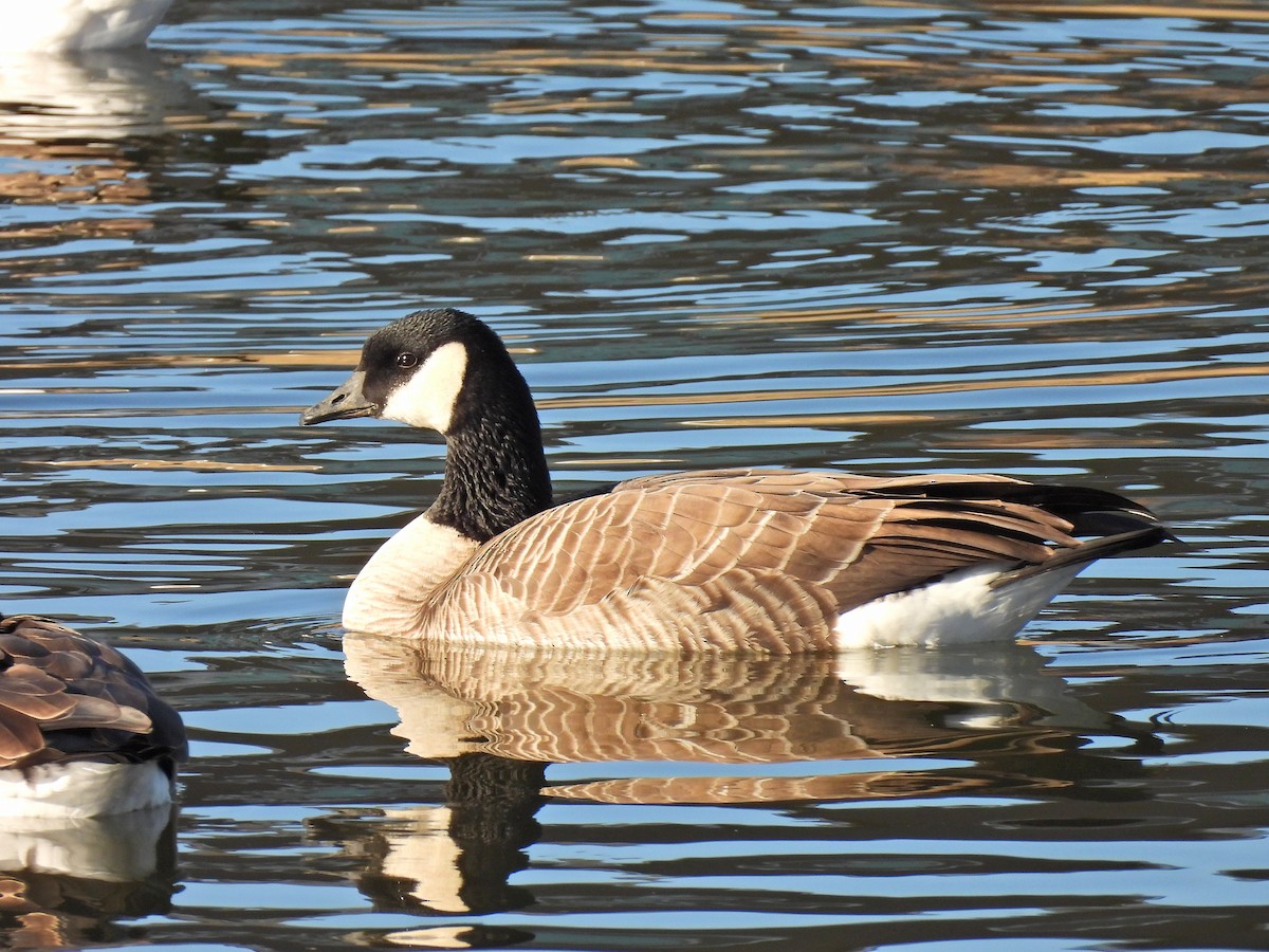 Canada Goose - ML645529768