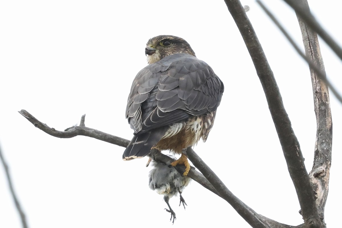 Merlin - ML645529774