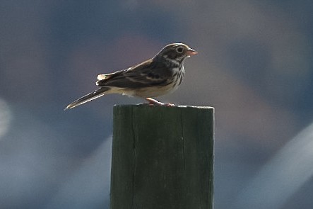 Vesper Sparrow - ML645529780