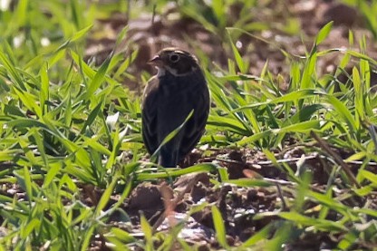 Vesper Sparrow - ML645529781