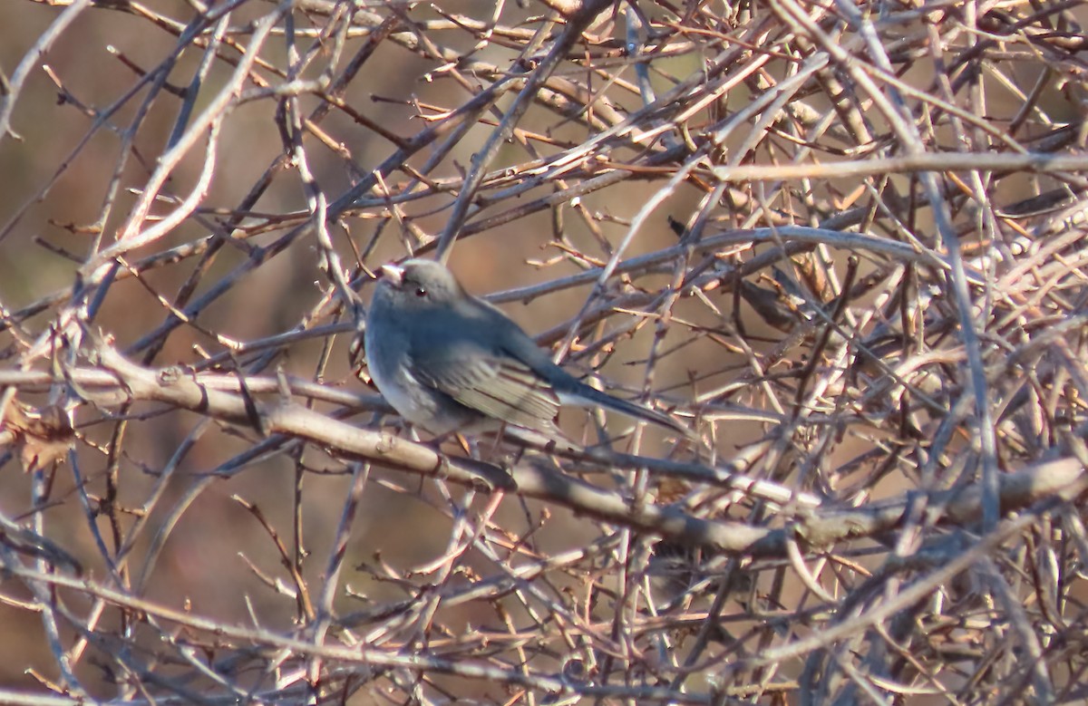 Dark-eyed Junco - ML645529783