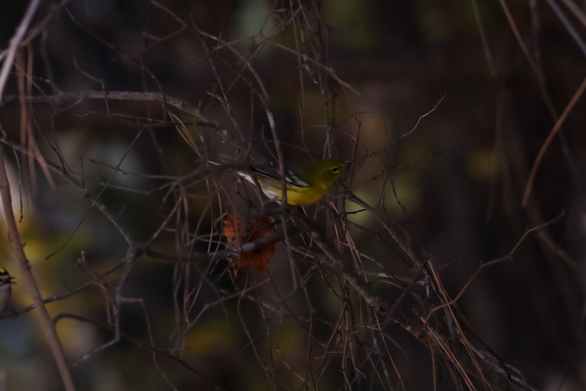 Pine Warbler - ML645529786