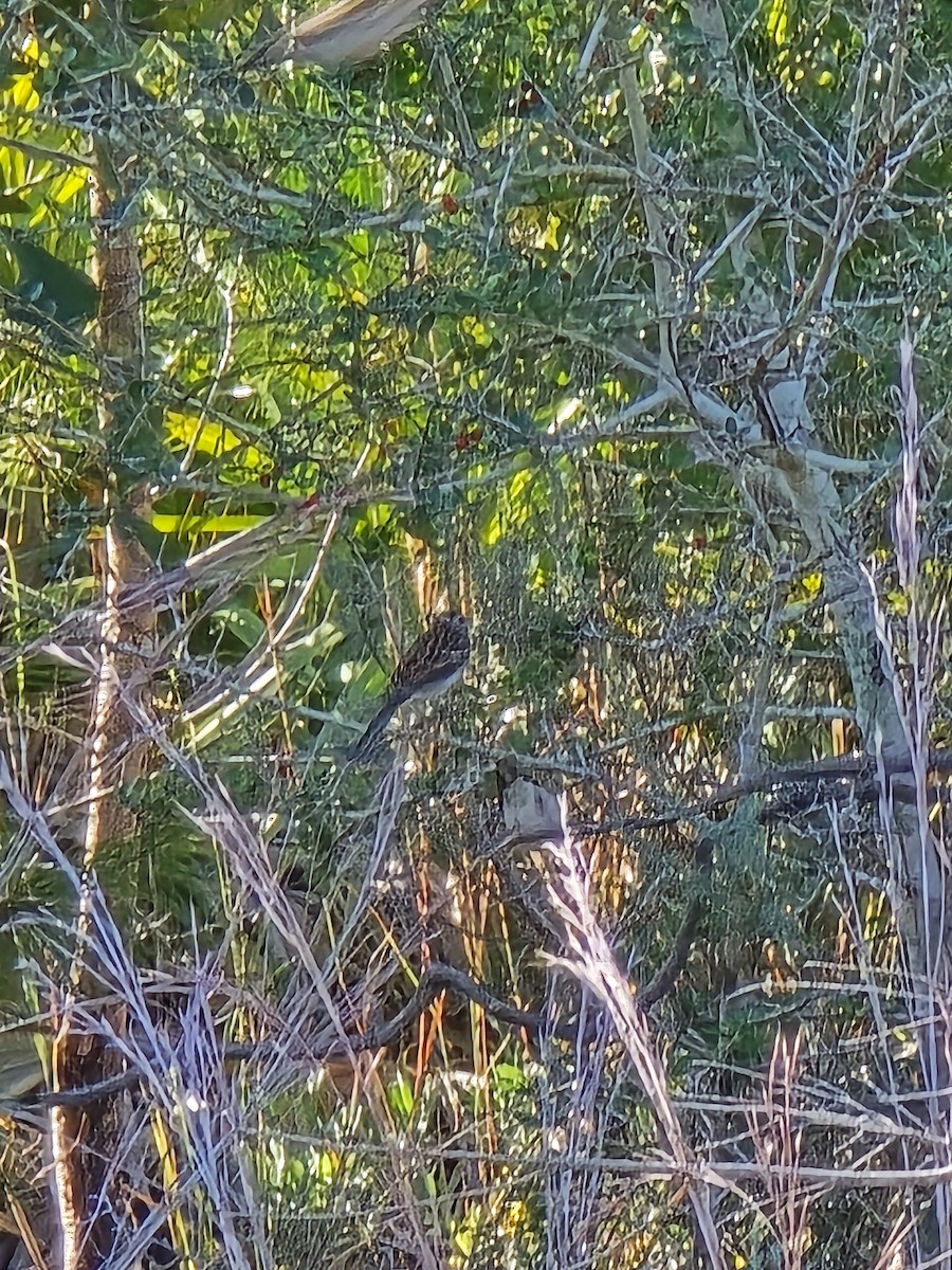 Chipping Sparrow - ML645529788