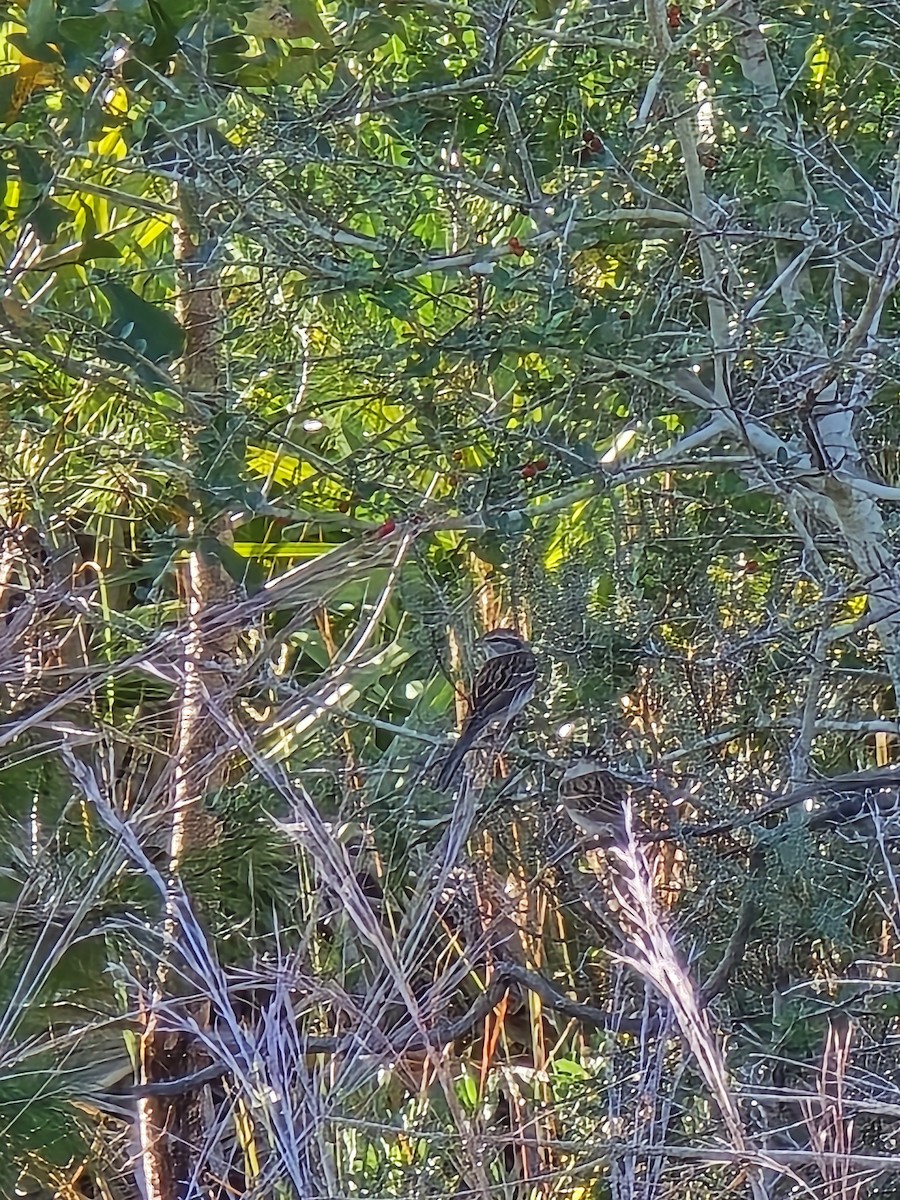 Chipping Sparrow - ML645529789