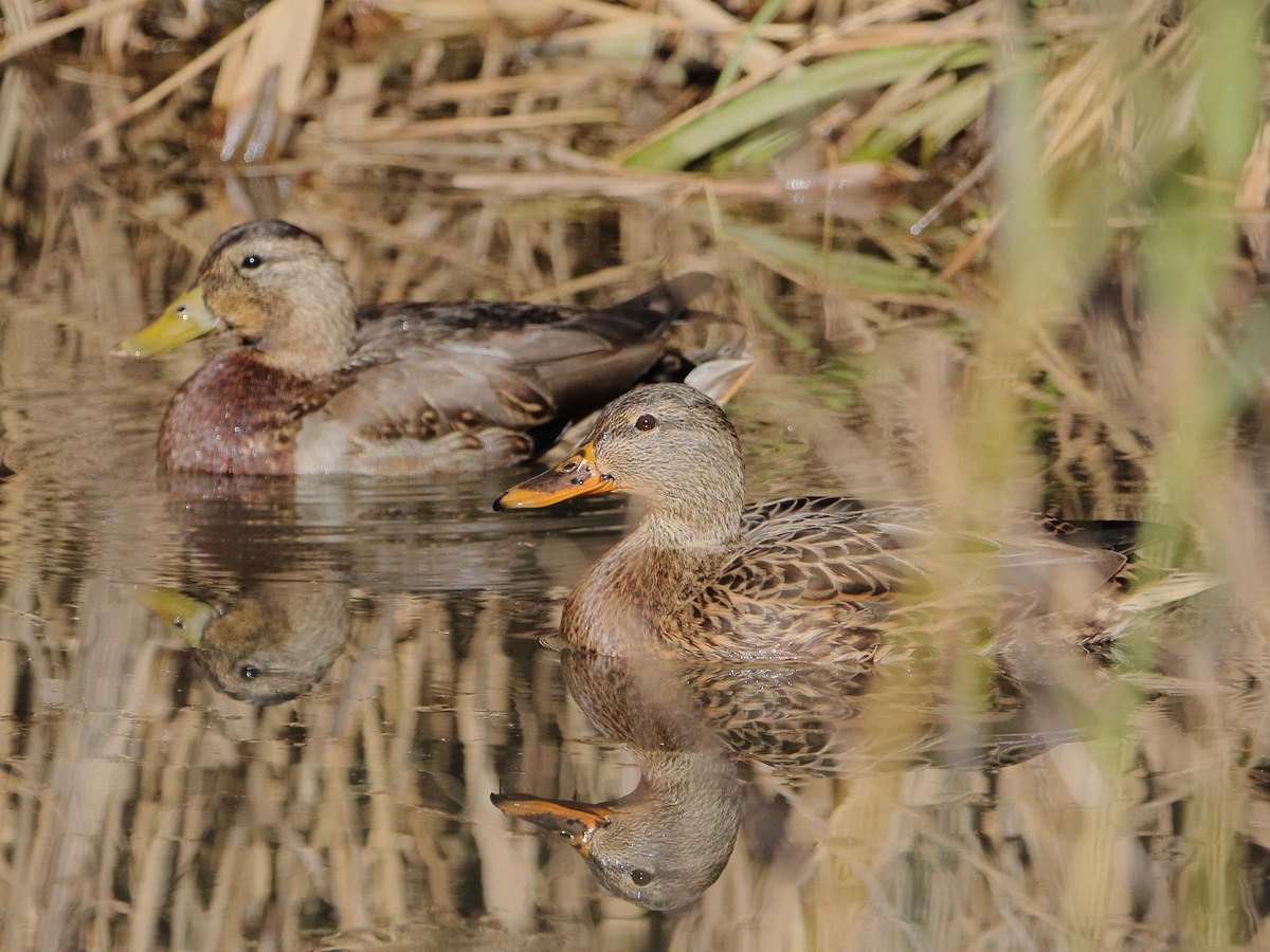 Mallard - ML645529790