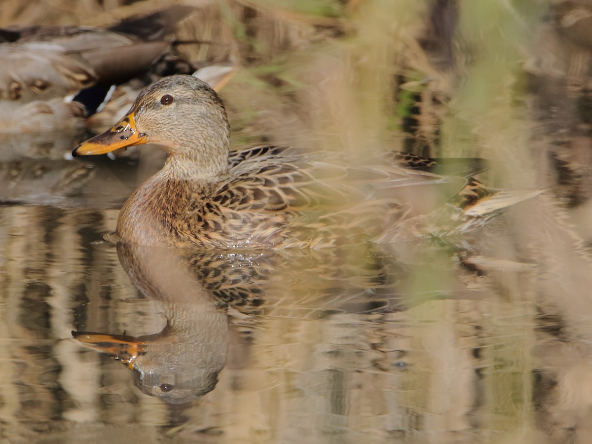 Mallard - ML645529791