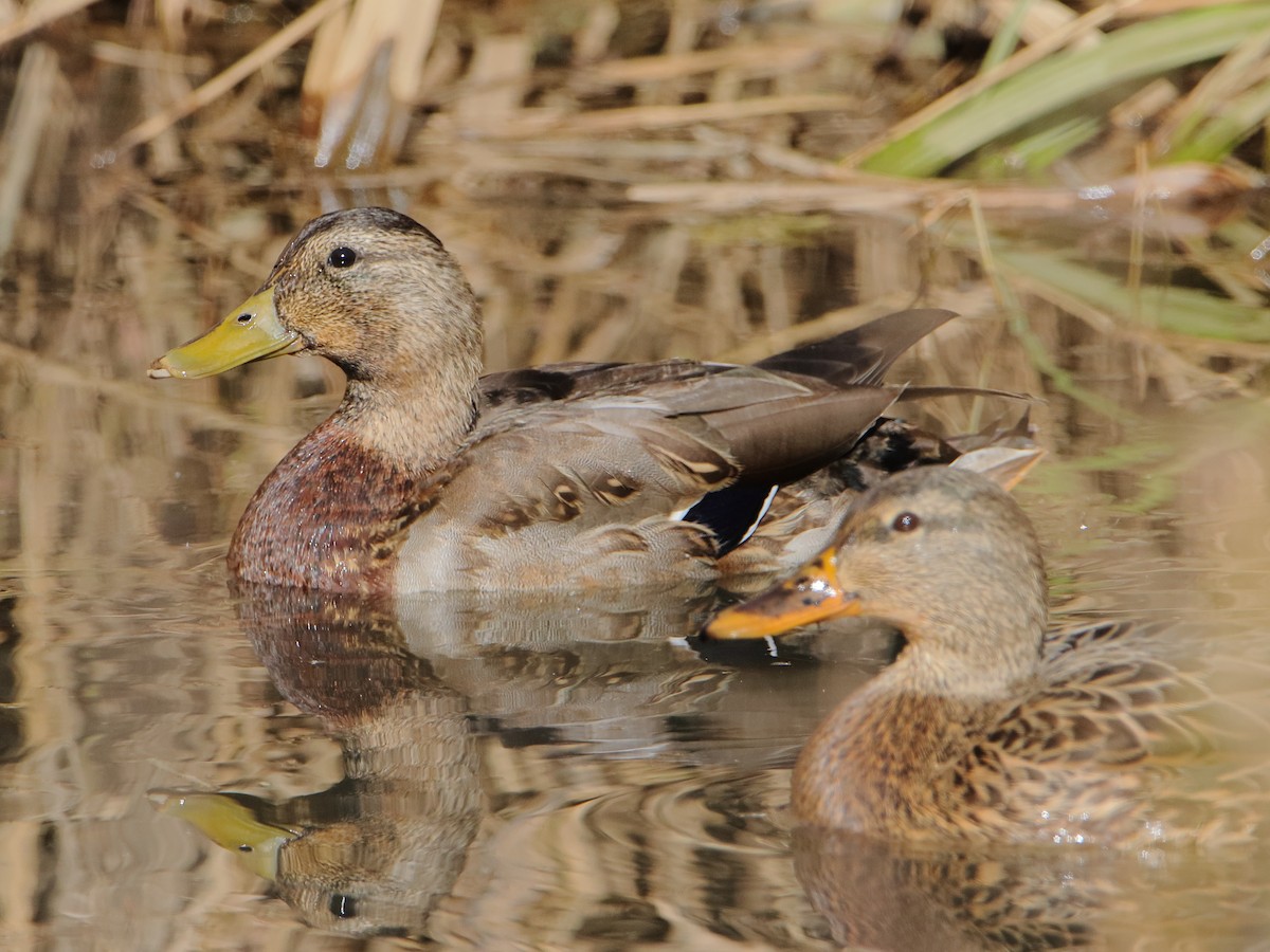 Mallard - ML645529792