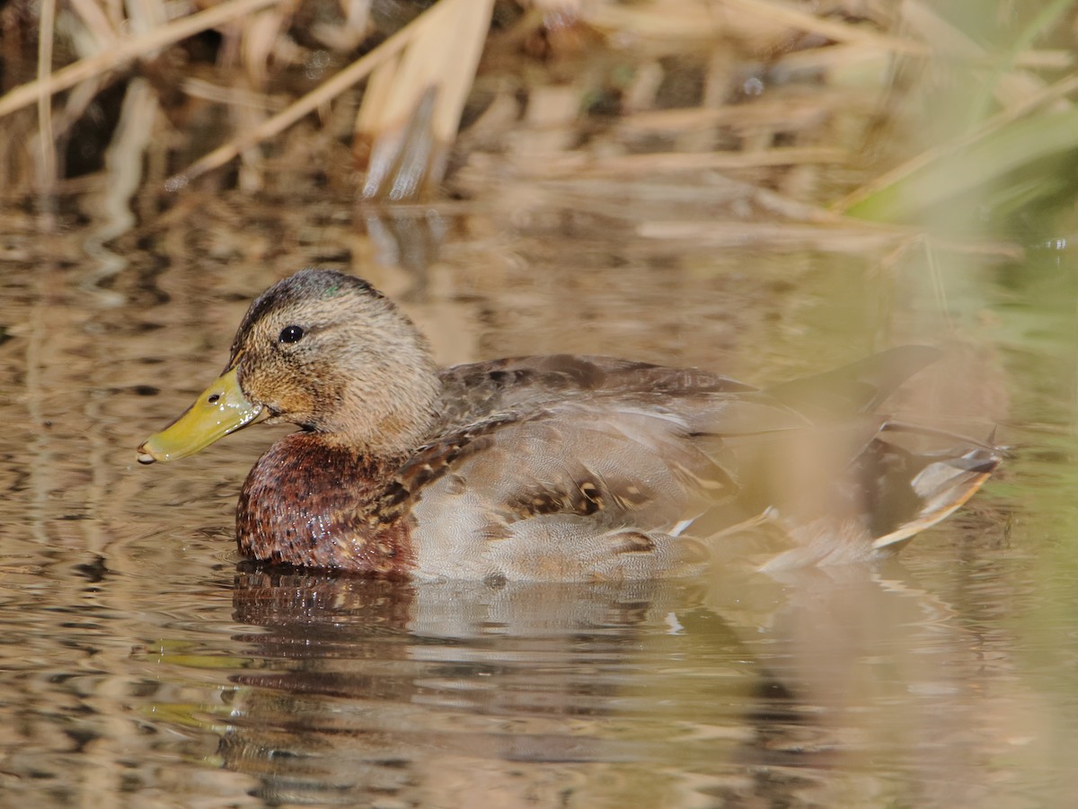 Mallard - ML645529793